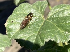 Stratiomyomorpha