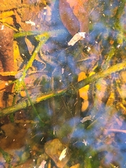 Lethocerus annulipes