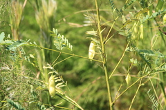 Sesbania vesicaria