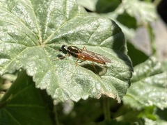 Stratiomyomorpha