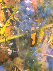 Lethocerus annulipes