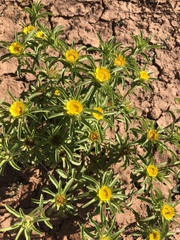 Asteriscus aquaticus