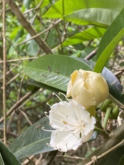 Neocalyptrocalyx nectarius