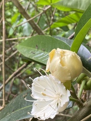 Neocalyptrocalyx nectarius