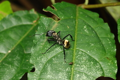 Camponotus sericeiventris