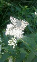 Heliopetes americanus bellatrix