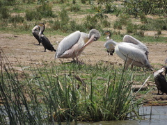 Pelecanus rufescens