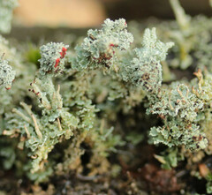 Cladonia polydactyla