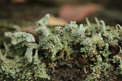 Cladonia polydactyla