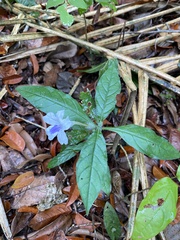 Ruellia bulbifera