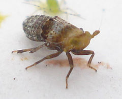 Conomelus anceps