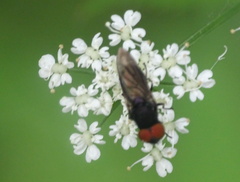 Chrysogaster solstitialis