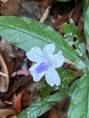 Ruellia bulbifera