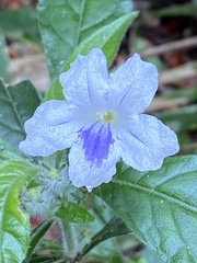 Ruellia bulbifera
