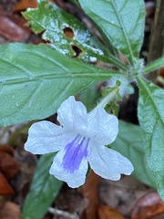Ruellia bulbifera