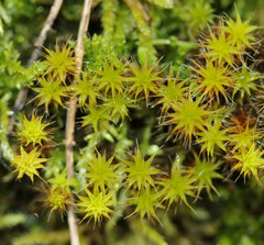 Syntrichia ruraliformis