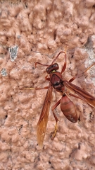 Polistes canadensis