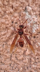 Polistes canadensis
