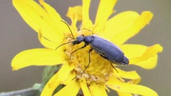 Epicauta heterodera