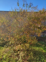 Ligustrum quihoui