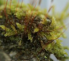 Hypnum cupressiforme cupressiforme