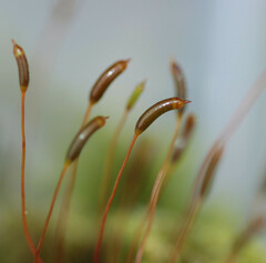 Hypnum cupressiforme cupressiforme