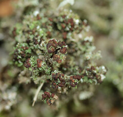 Cladonia phyllophora