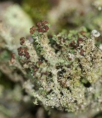 Cladonia phyllophora