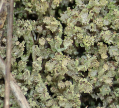 Cladonia phyllophora