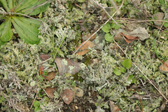 Cladonia phyllophora