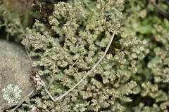 Cladonia phyllophora
