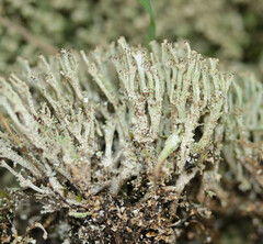 Cladonia phyllophora