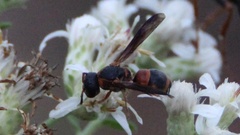 Stenodynerus fundatiformis