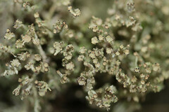 Cladonia phyllophora