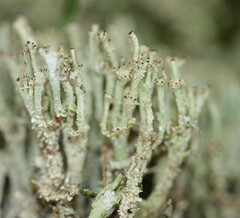 Cladonia phyllophora