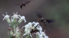 Stenodynerus fundatiformis