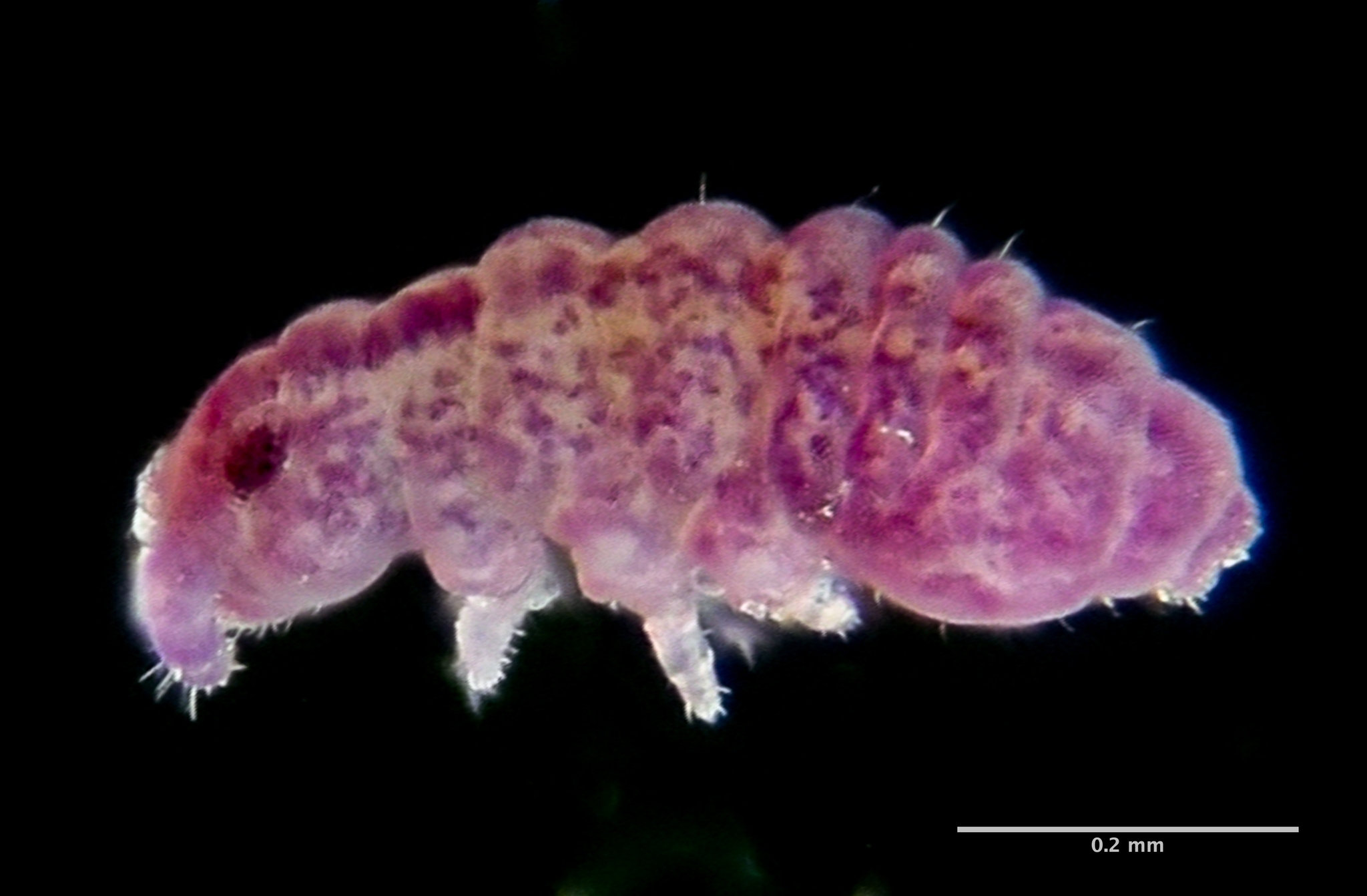 Brachystomella parvula (Schäffer, 1896)