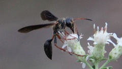 Isodontia exornata