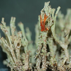 Cladonia phyllophora