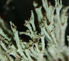 Cladonia phyllophora
