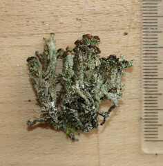 Cladonia phyllophora