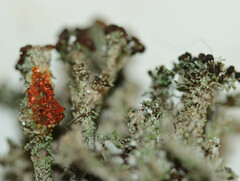 Cladonia phyllophora