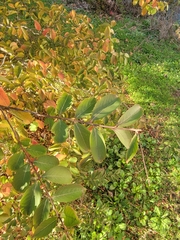 Ligustrum quihoui