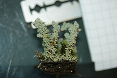 Cladonia polydactyla