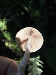 Psathyrella longistriata