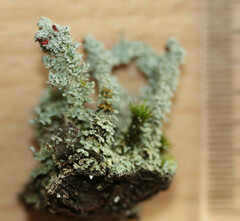 Cladonia polydactyla