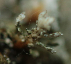 Cladonia polydactyla