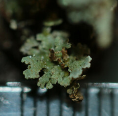 Cladonia polydactyla