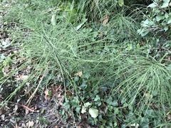 Equisetum arvense