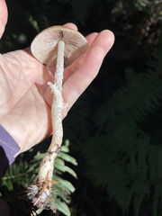 Psathyrella longistriata